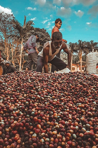 Coffee Harvest process