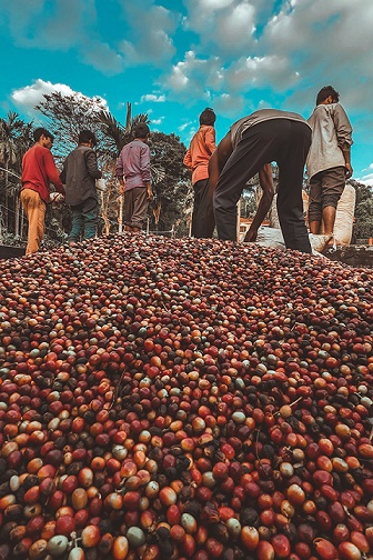 Coffee Harvesting stage